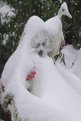 Snowy garden